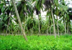 virgin coconut indonesia oil